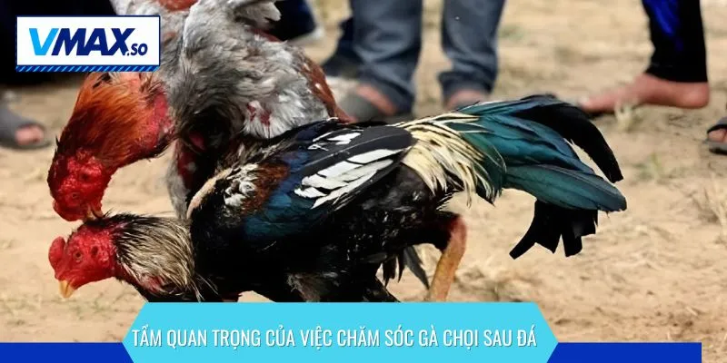 Chăm sóc gà chọi sau đá giúp chiến kê phòng tránh bệnh tật
