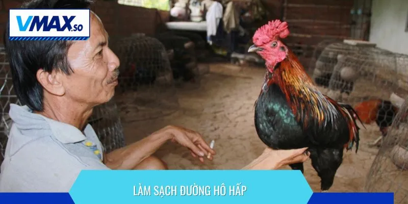 Chú ý làm sạch hệ hô hấp cho gà ngay sau khi đá về
