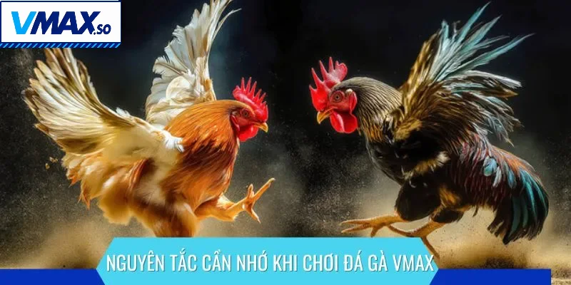 Nguyên tắc cần nhớ khi chơi đá gà VMAX