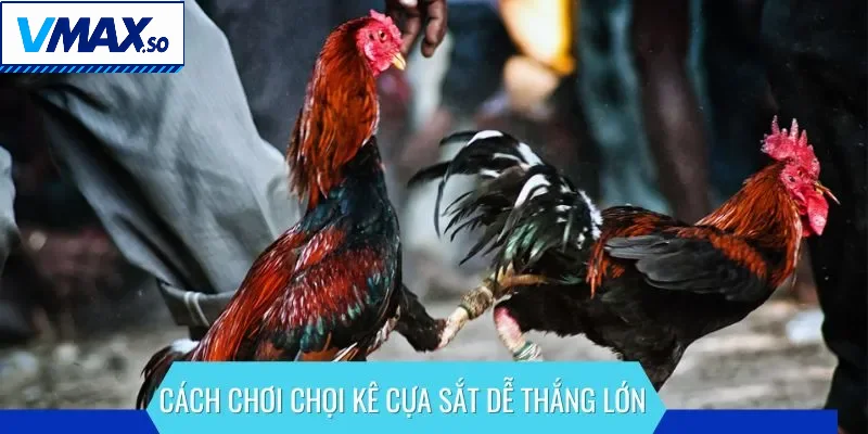 Cách chơi chọi kê cựa sắt dễ thắng lớn