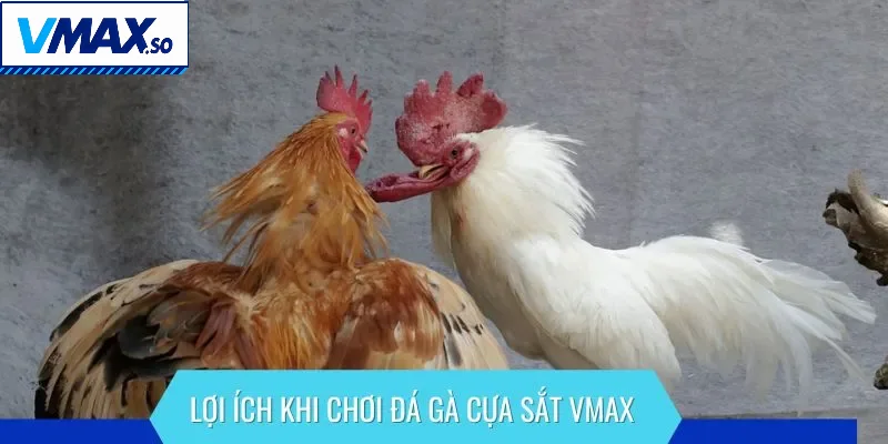 Lợi ích khi chơi đá gà cựa sắt VMAX