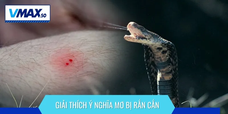 Ý nghĩa của giấc mơ bị rắn cắn đa dạng