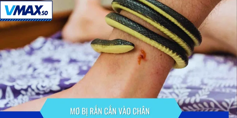 Mơ bị rắn cắn đánh con gì nếu tấn công vào chân bạn