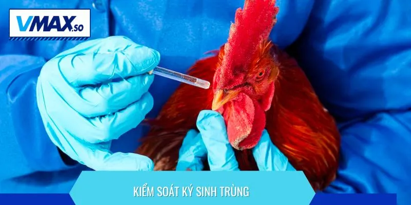 Tuân thủ lịch tẩy giun định kỳ để phòng bệnh cho gà chọi tối đa