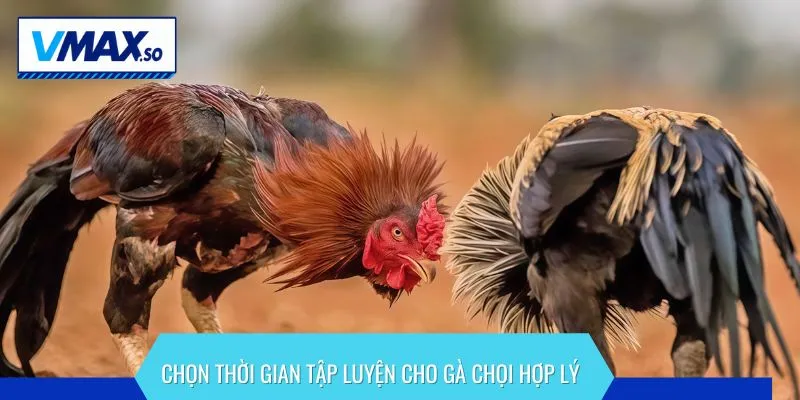 Ưu tiên tập luyện cho gà chọi vào khung giờ có nhiệt độ và độ ẩm thích hợp