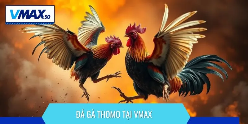 Đá gà thomo vmax