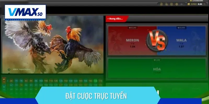 Đá gà thomo đặt cược