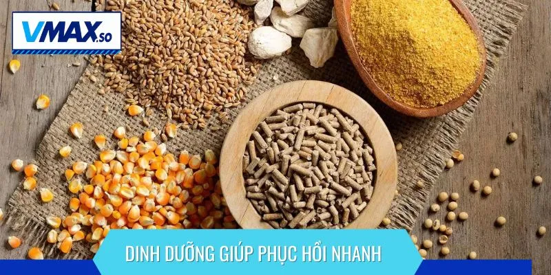 cắt tai gà bao lâu thì đá được dinh dưỡng