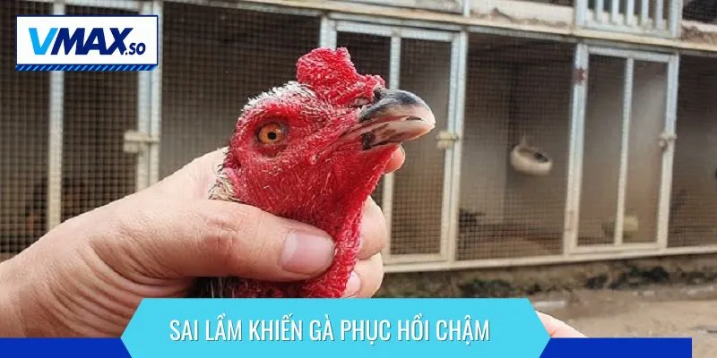 cắt tai gà bao lâu thì đá được sai lầm