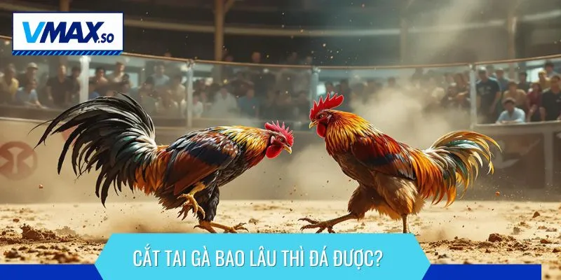 cắt tai gà bao lâu thì đá được thời gian