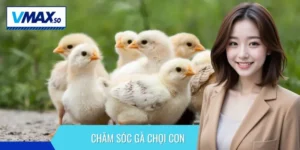 Chăm sóc gà chọi con