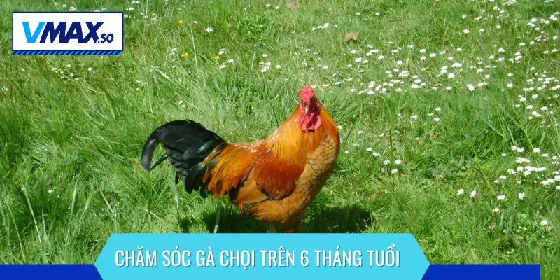 chăm sóc gà chọi con 6 tháng