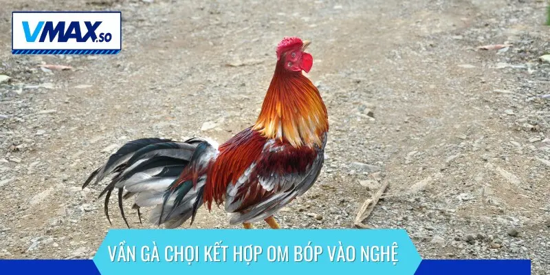 kỹ thuật vần gà chọi om bóp