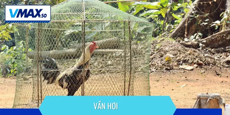 kỹ thuật vần gà chọi vần hơi