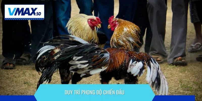 chăm sóc gà chọi mùa đông duy trì phong độ