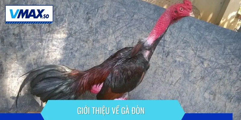 chăm sóc gà đòn giới thiệu