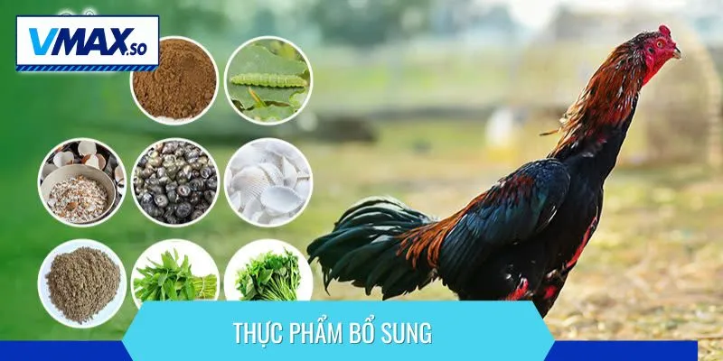 chăm sóc gà đòn thực phẩm
