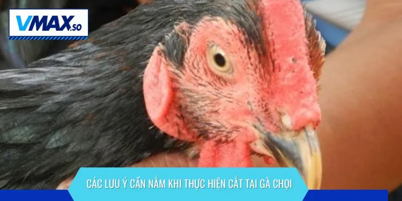 kỹ thuật cắt tai gà chọi các lưu ý