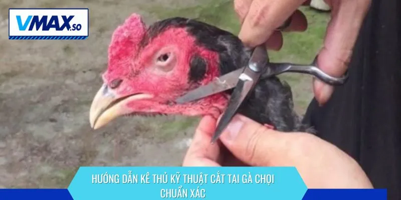 kỹ thuật cắt tai gà chọi hướng dẫn
