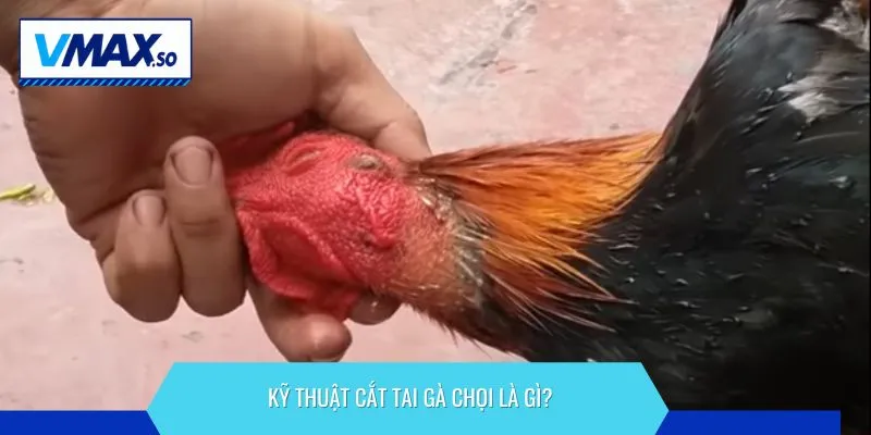 kỹ thuật cắt tai gà chọi là gì