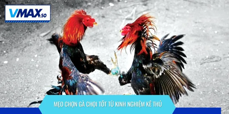 cách nhận biết gà chọi tốt mẹo từ kê thủ