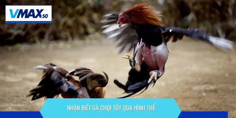 cách nhận biết gà chọi tốt nhận biết qua hình thể