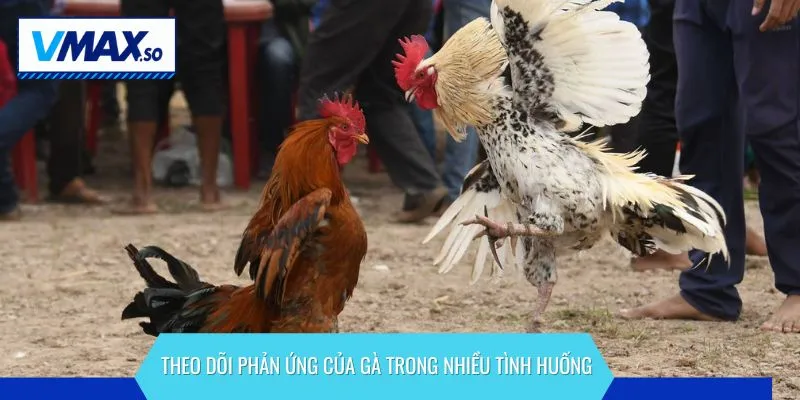 cách nhận biết gà chọi tốt theo dõi phản ứng của gà